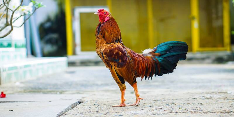 Lý do vì sao sư kê nên tìm hiểu cách nuôi gà đá cựa sắt