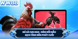 Đá Gà Cựa Dao - Màn Đối Đầu Kịch Tính Đến Phút Cuối