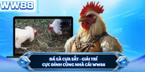 Đá Gà Cựa Sắt - Giải Trí Cực Đỉnh Cùng Nhà Cái WW88