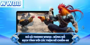 Đá Gà Thomo WW88 - Bùng Nổ Kịch Tính Với Các Trận Kê Chiến 4K